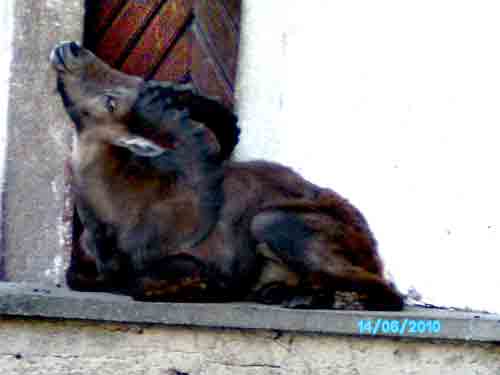 Schloßgraben Steinbock